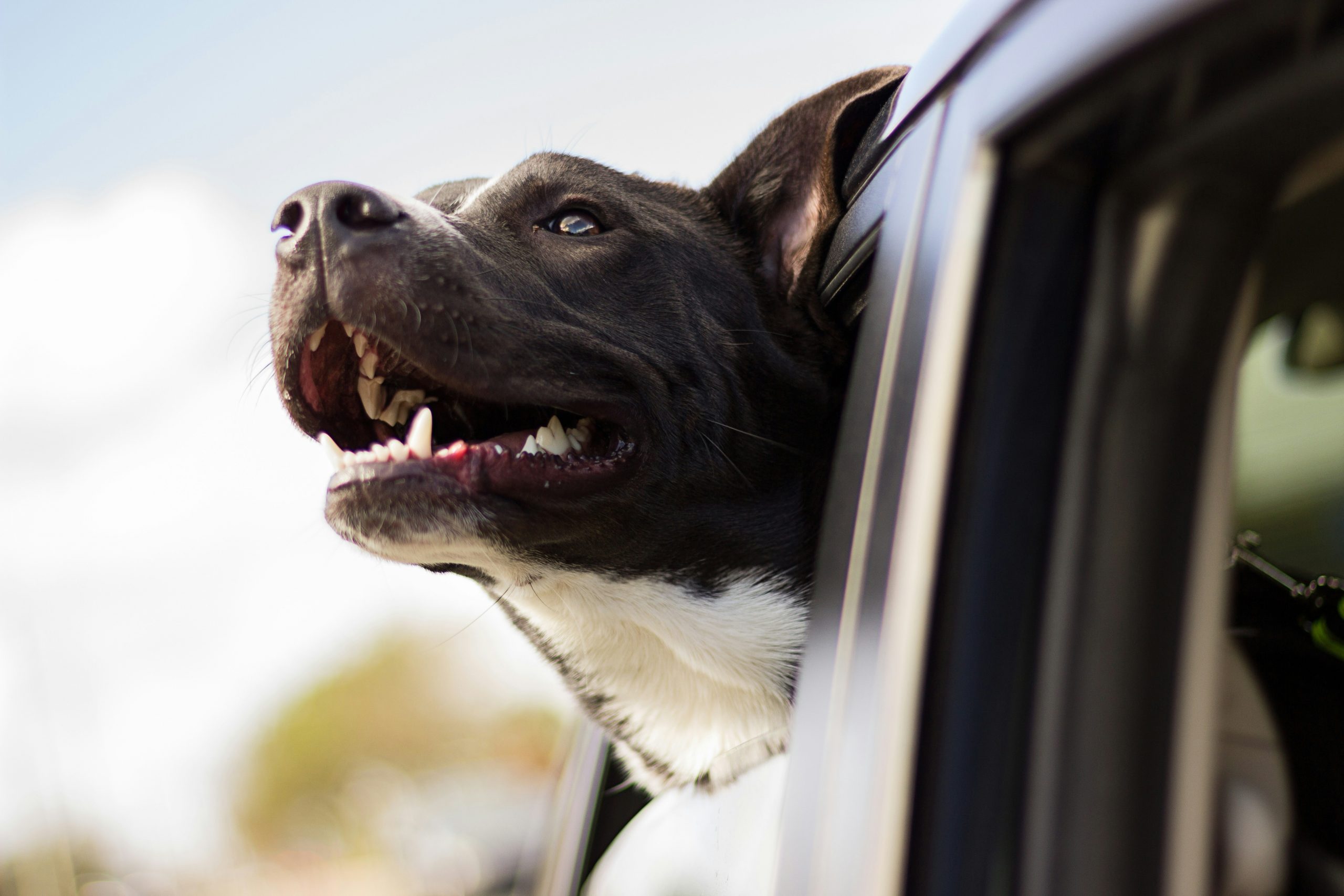 Hundeurlaub in Deutschland