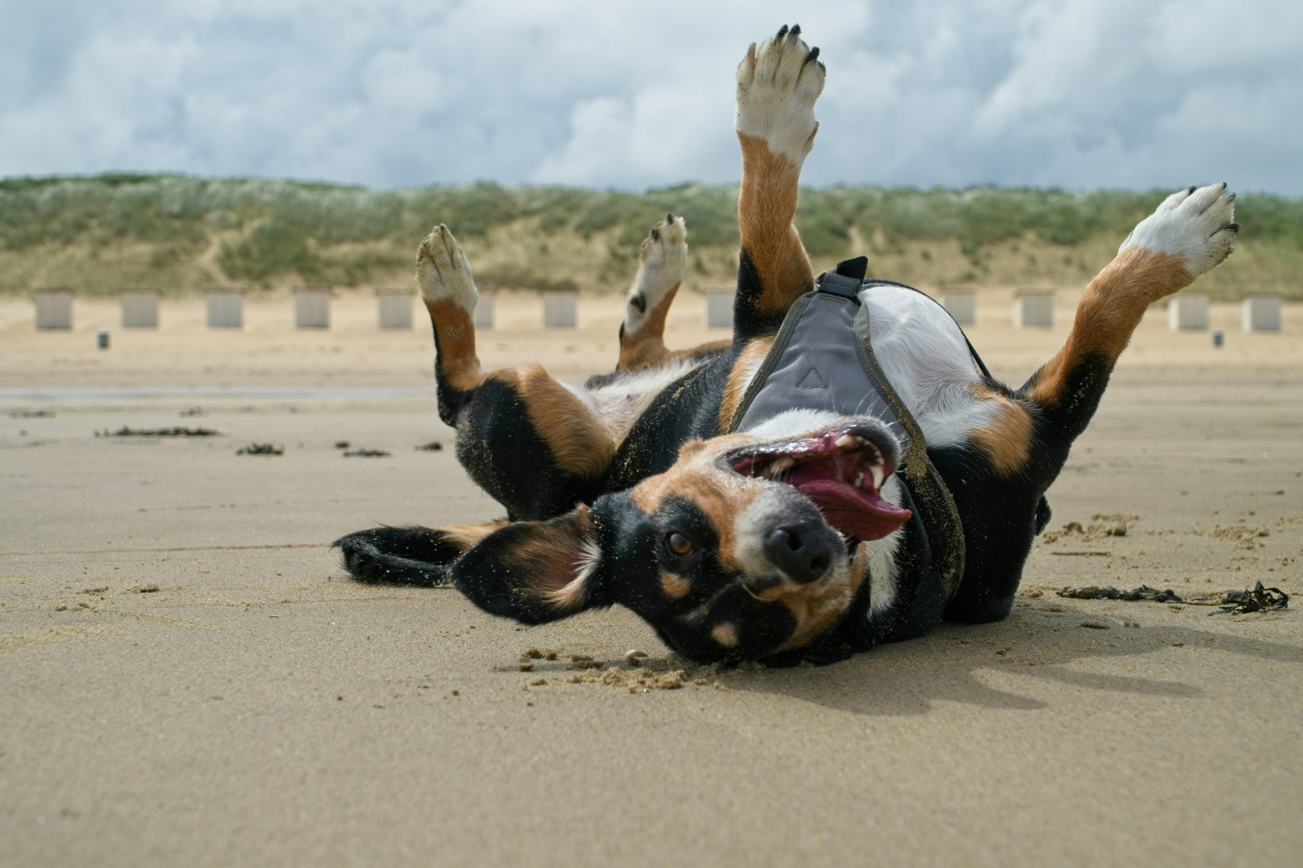 Hundefreundliche Unterkünfte an der Ostsee