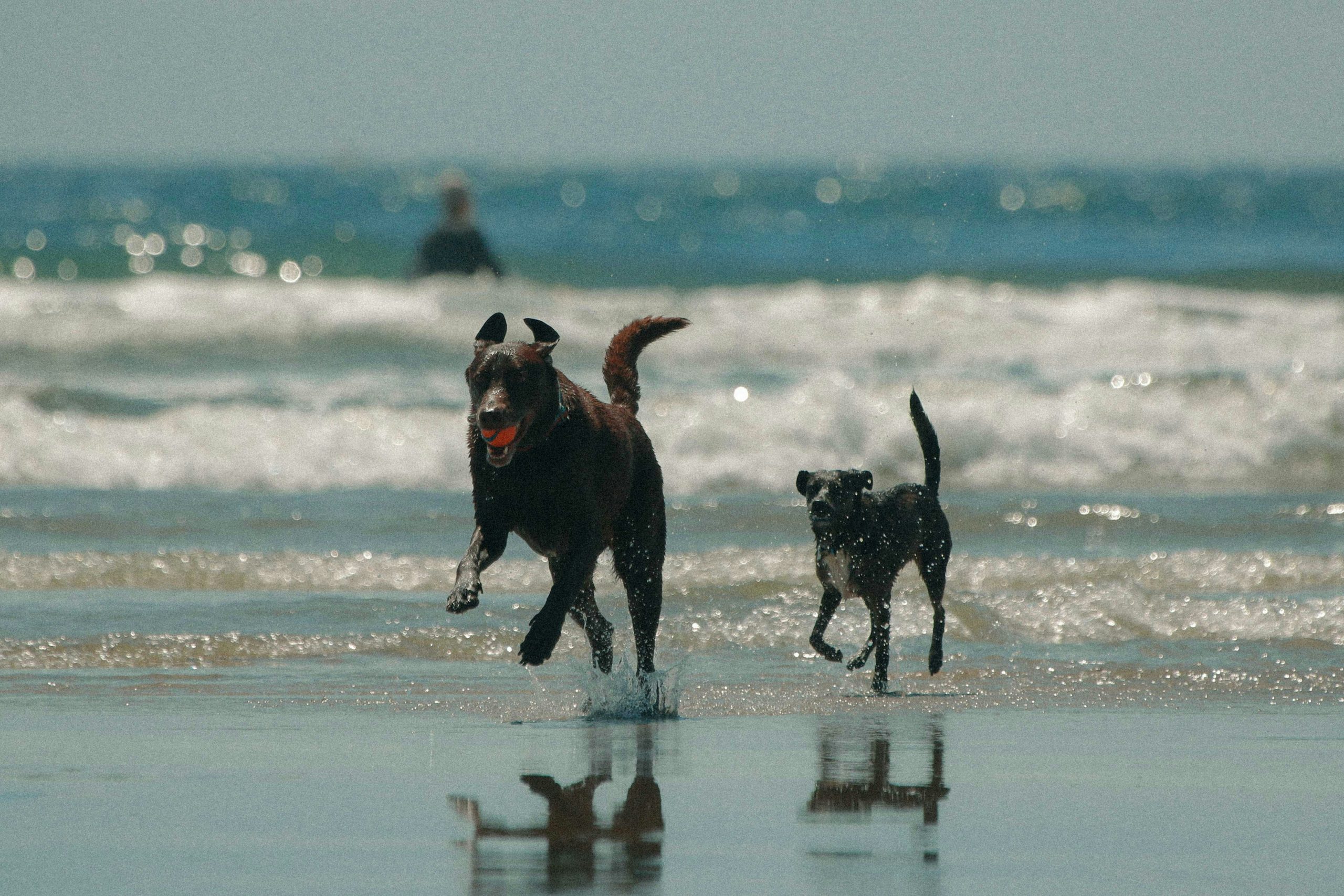 Hundestrände an der Nordsee