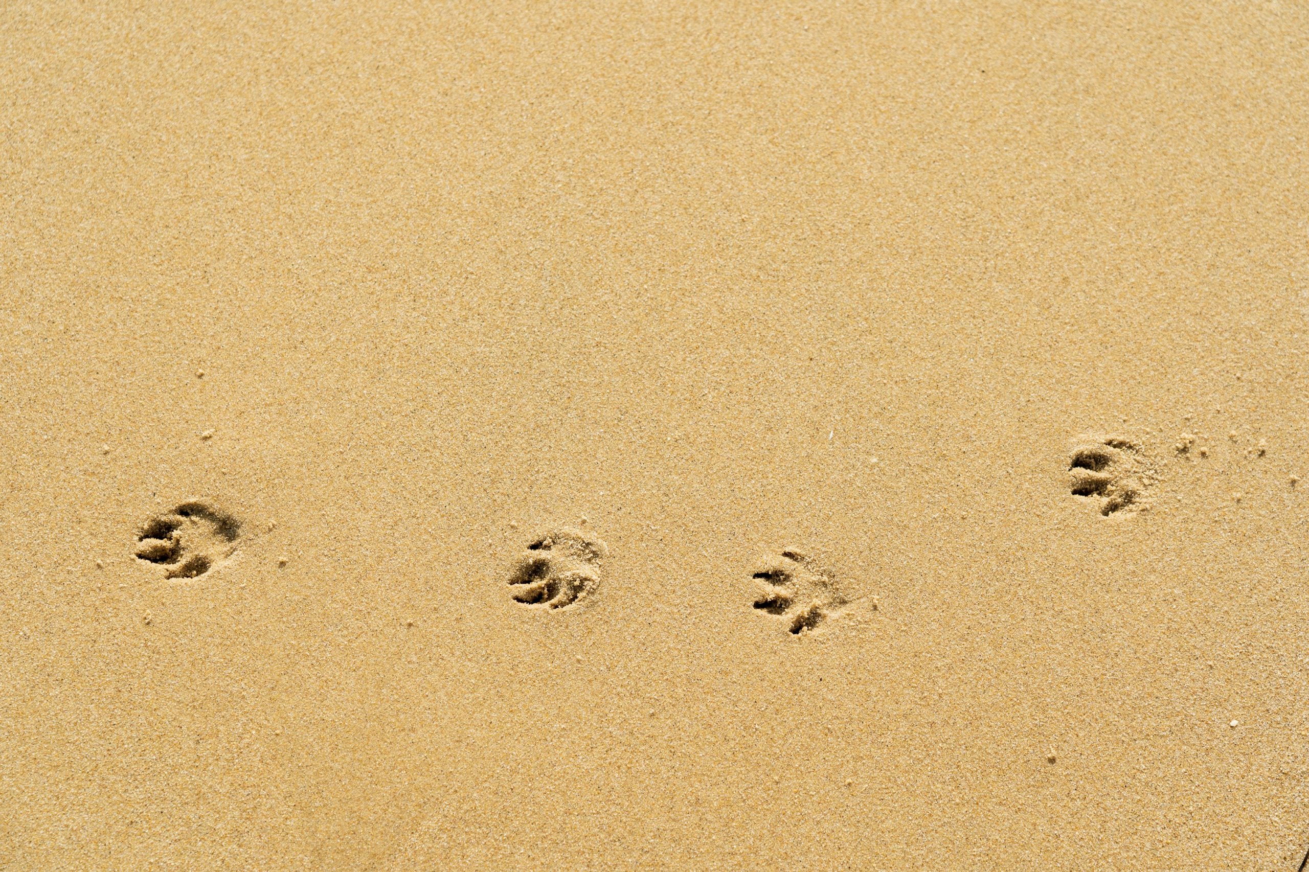 Hundefreundliche Unterkünfte an der Nordsee