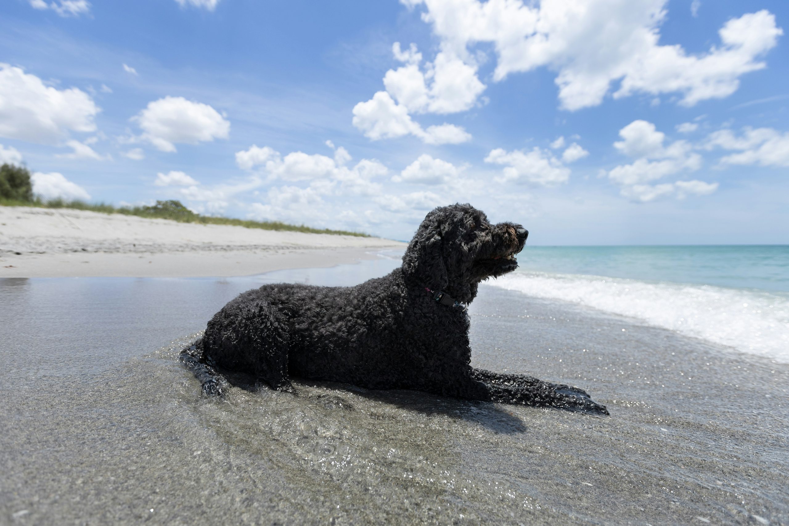 Hundestrände an der Ostsee