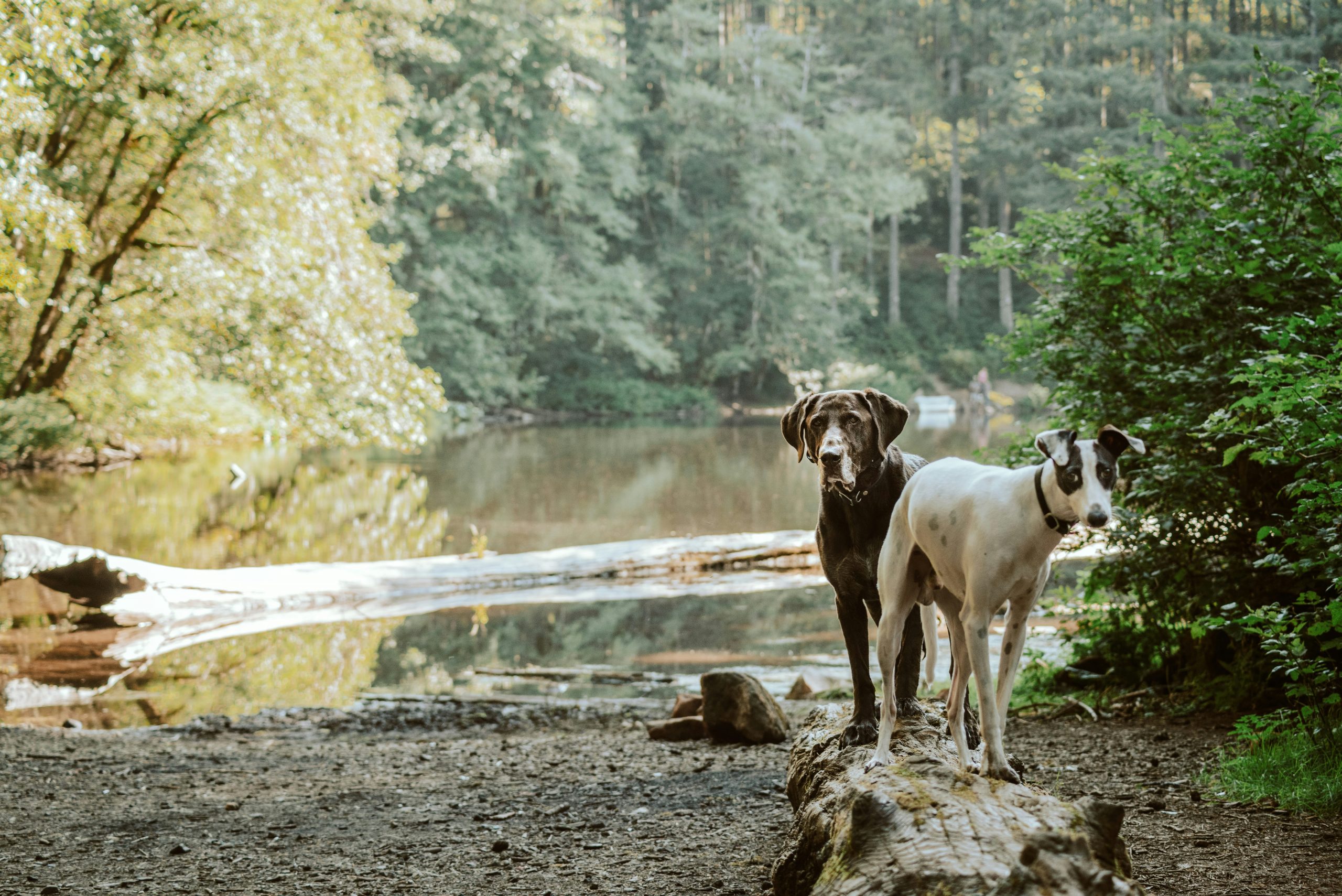 Urlaub mit dem Hund im Bayerischen Wald: Ein Paradies für Mensch und Tier