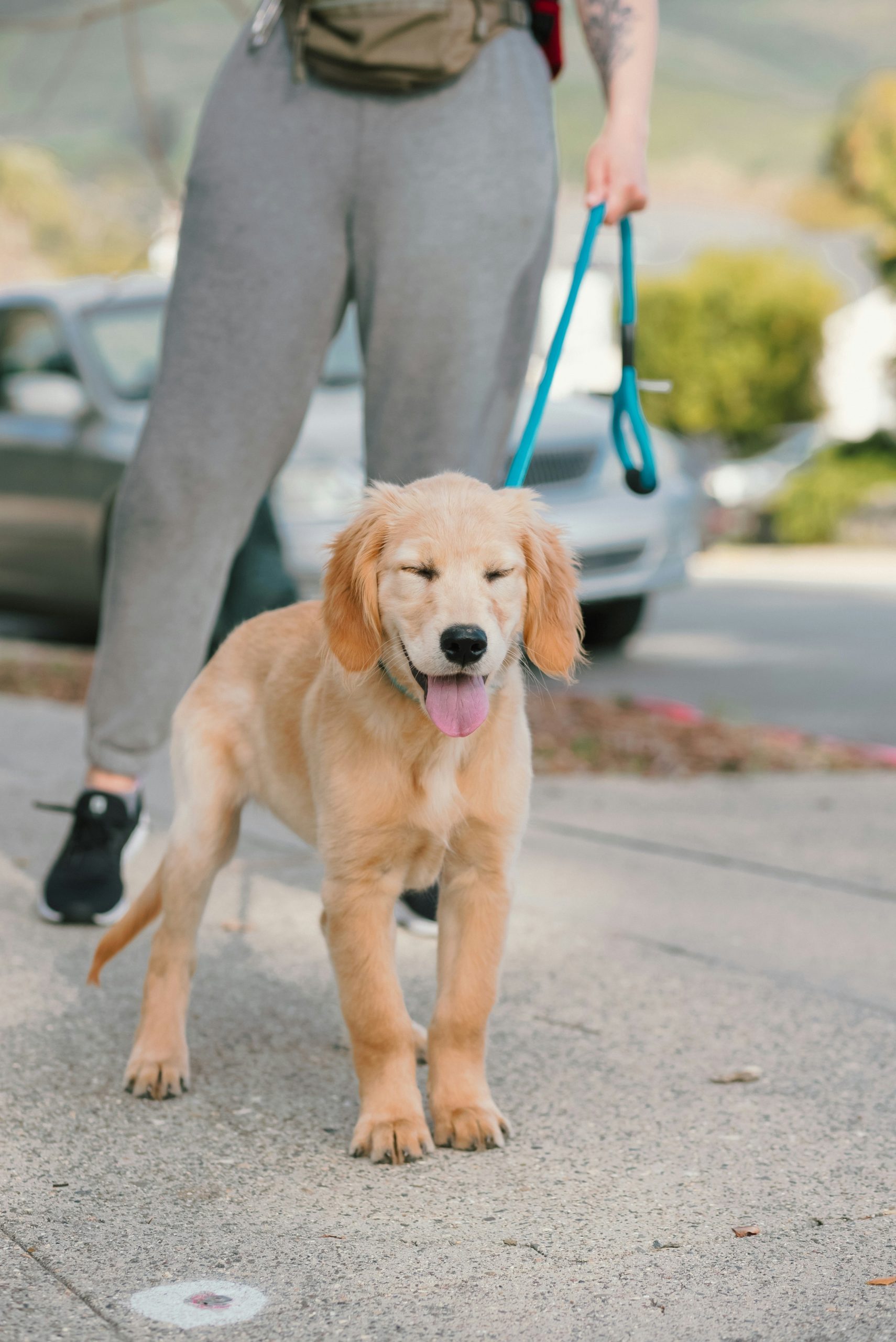 Obedience-Training für Hunde: Der Schlüssel zu einer harmonischen Mensch-Hund-Beziehung