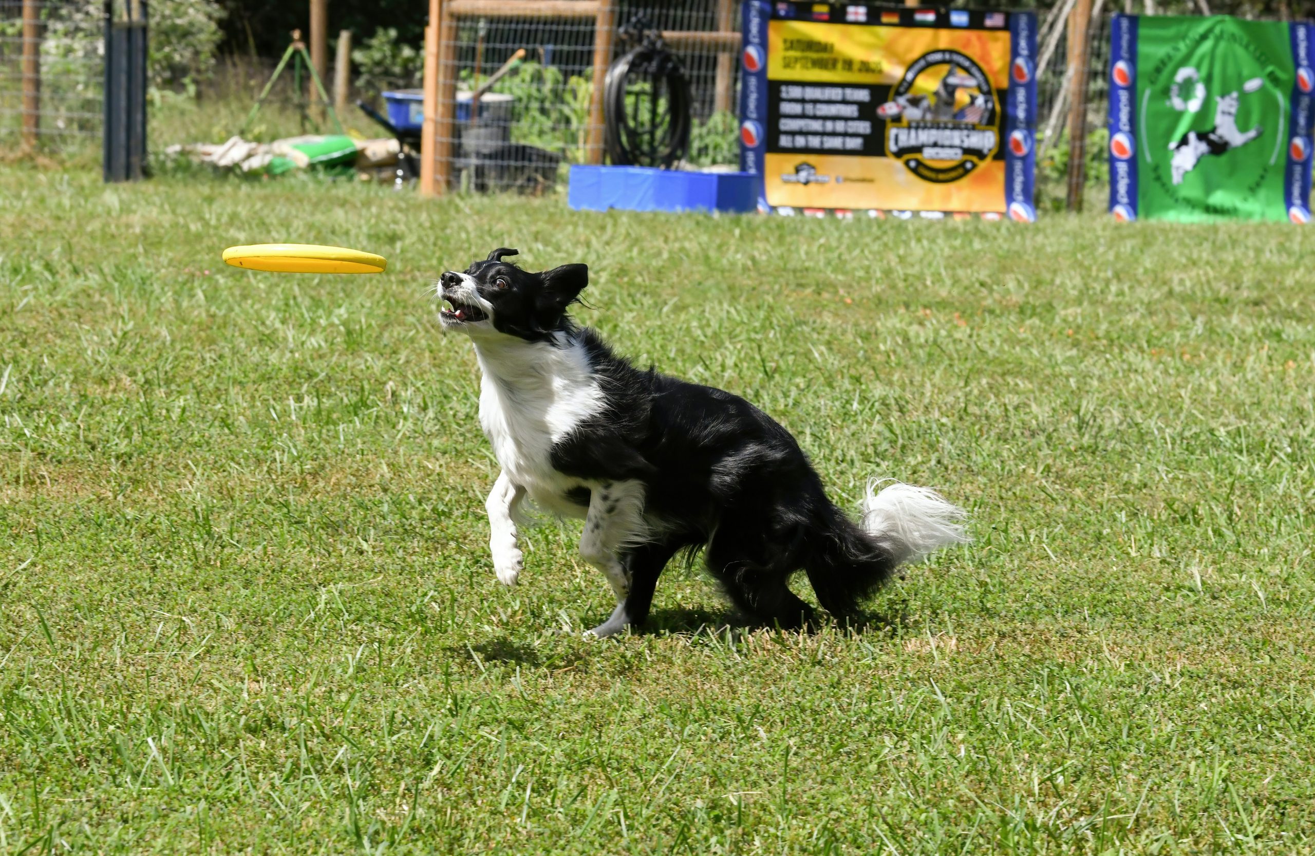 Hundesport: Der ultimative Leitfaden für aktive Hunde und ihre Besitzer