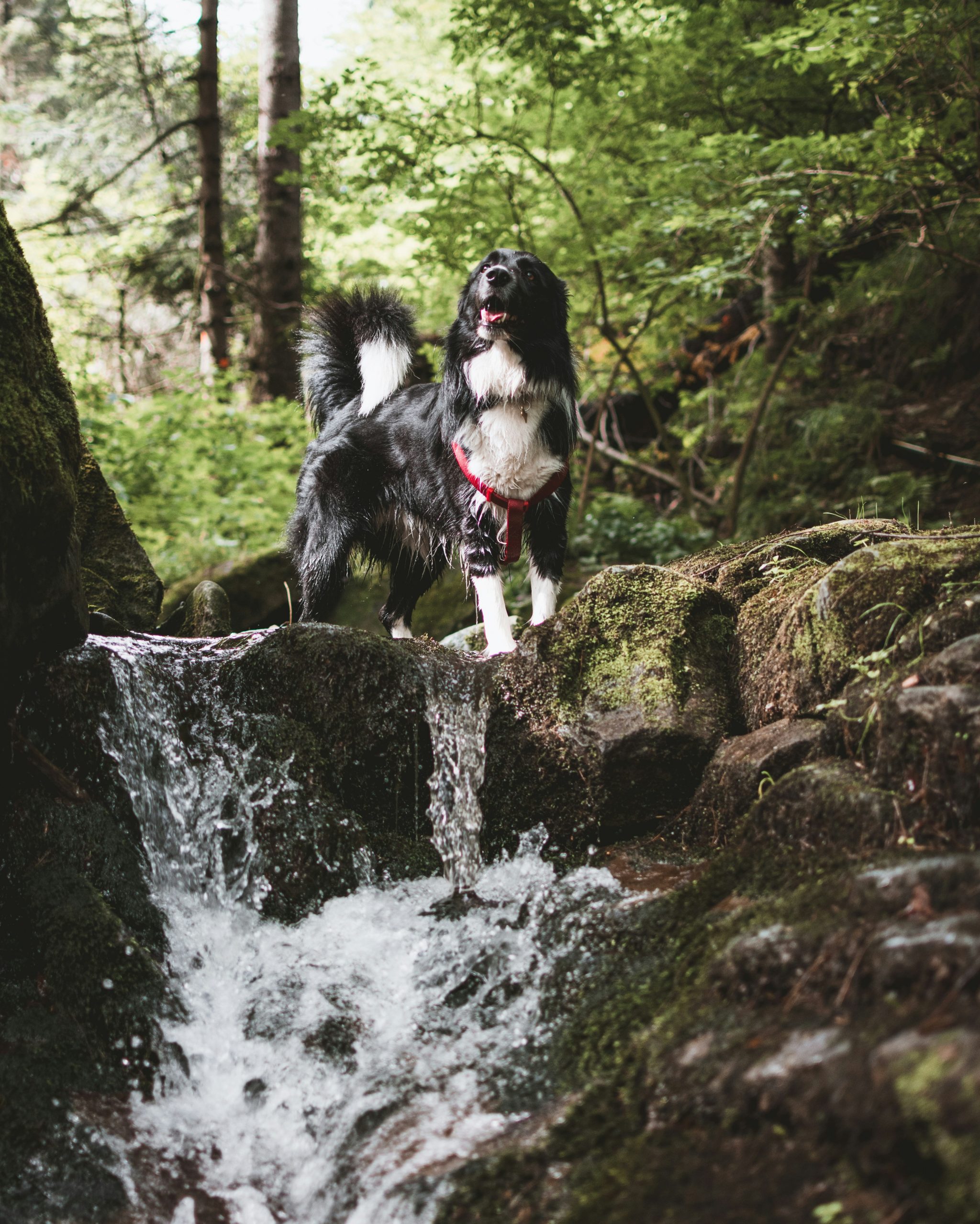 Hundefreundliche Hotels im Bayerischen Wald