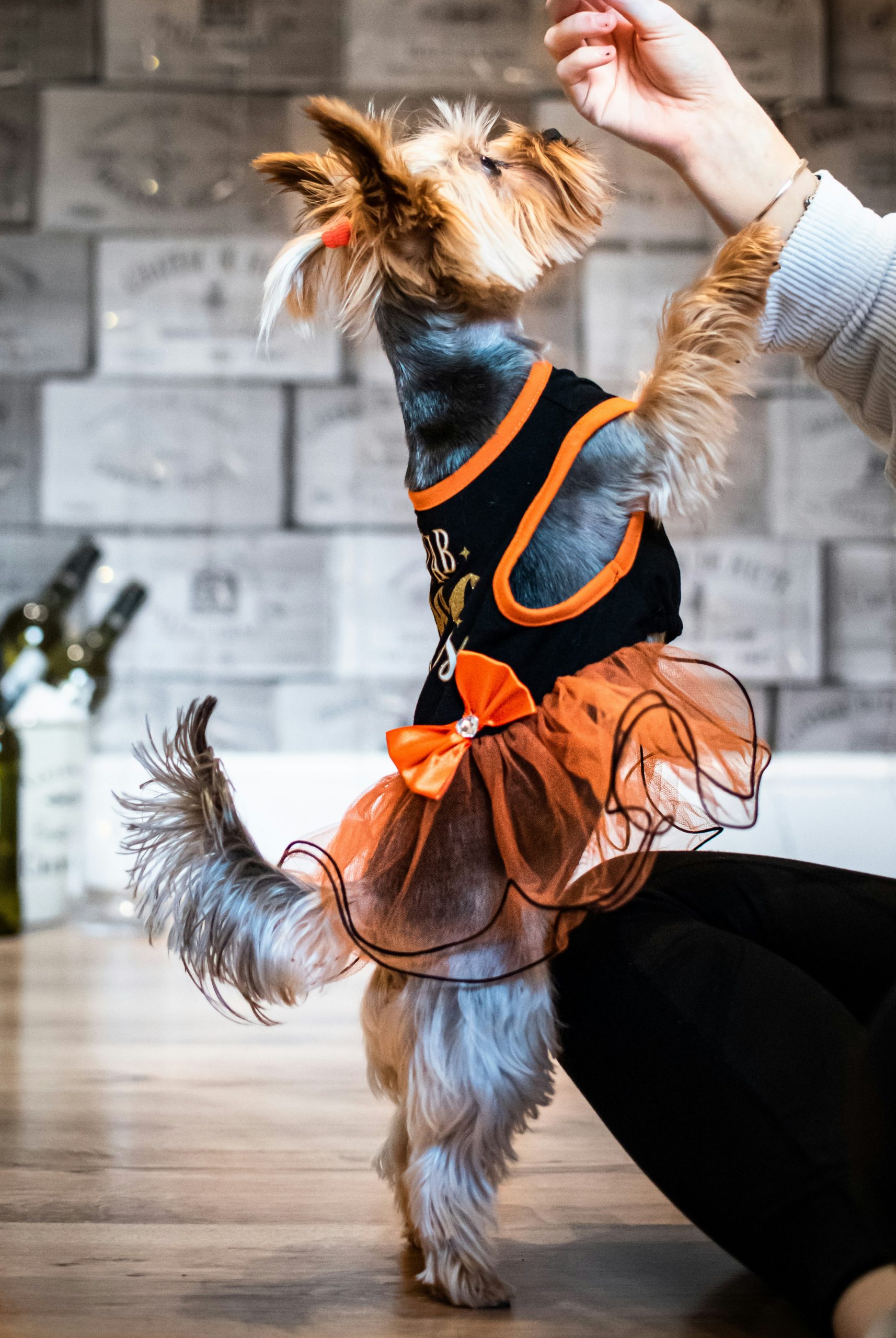 Dog Dancing: Tanzende Vierbeiner auf dem Vormarsch