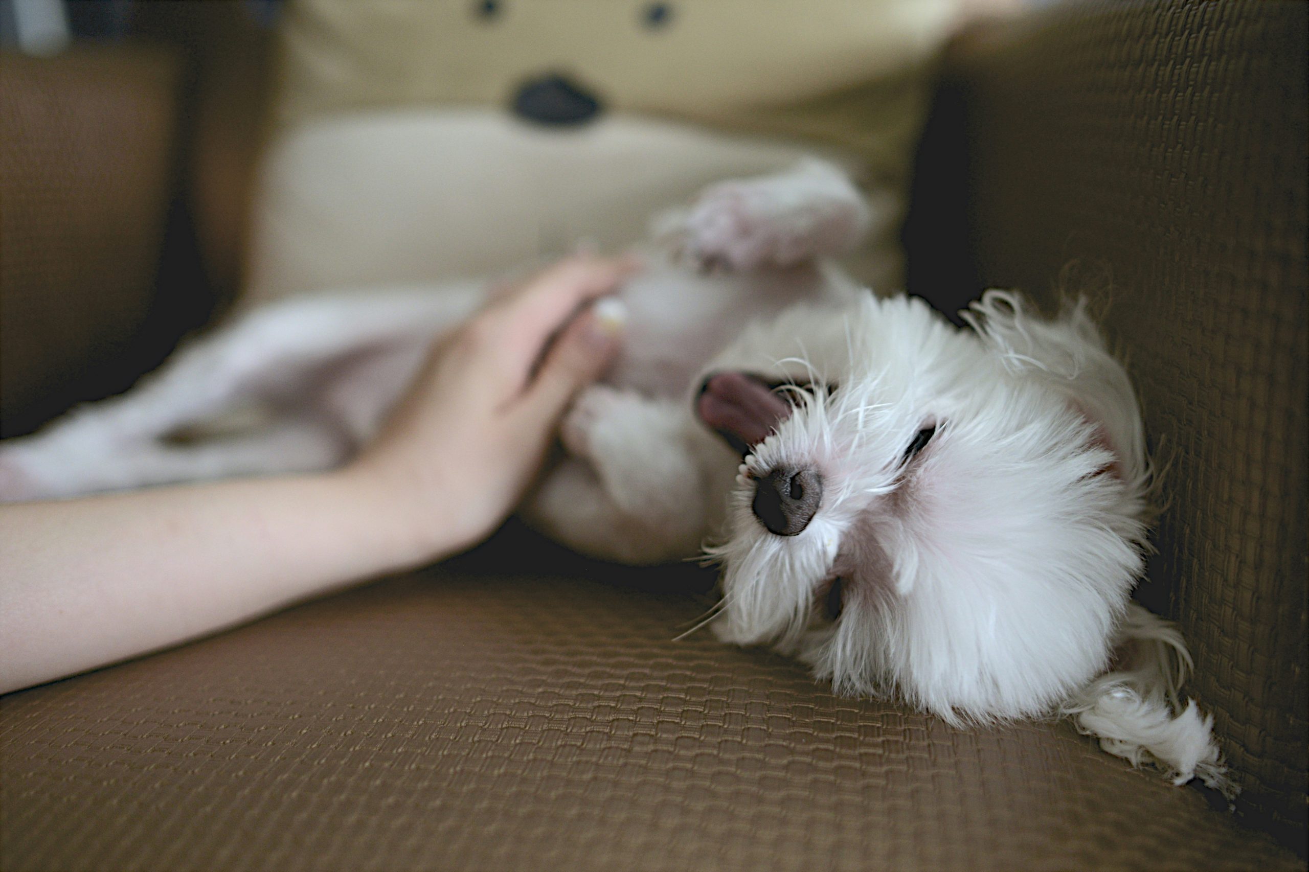 Physiotherapie und Hundemassage: Wellness für deinen Vierbeiner