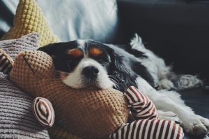 Zero-Waste-Hundehaltung: So reduzierst du als Hundebesitzer die Umweltbelastung