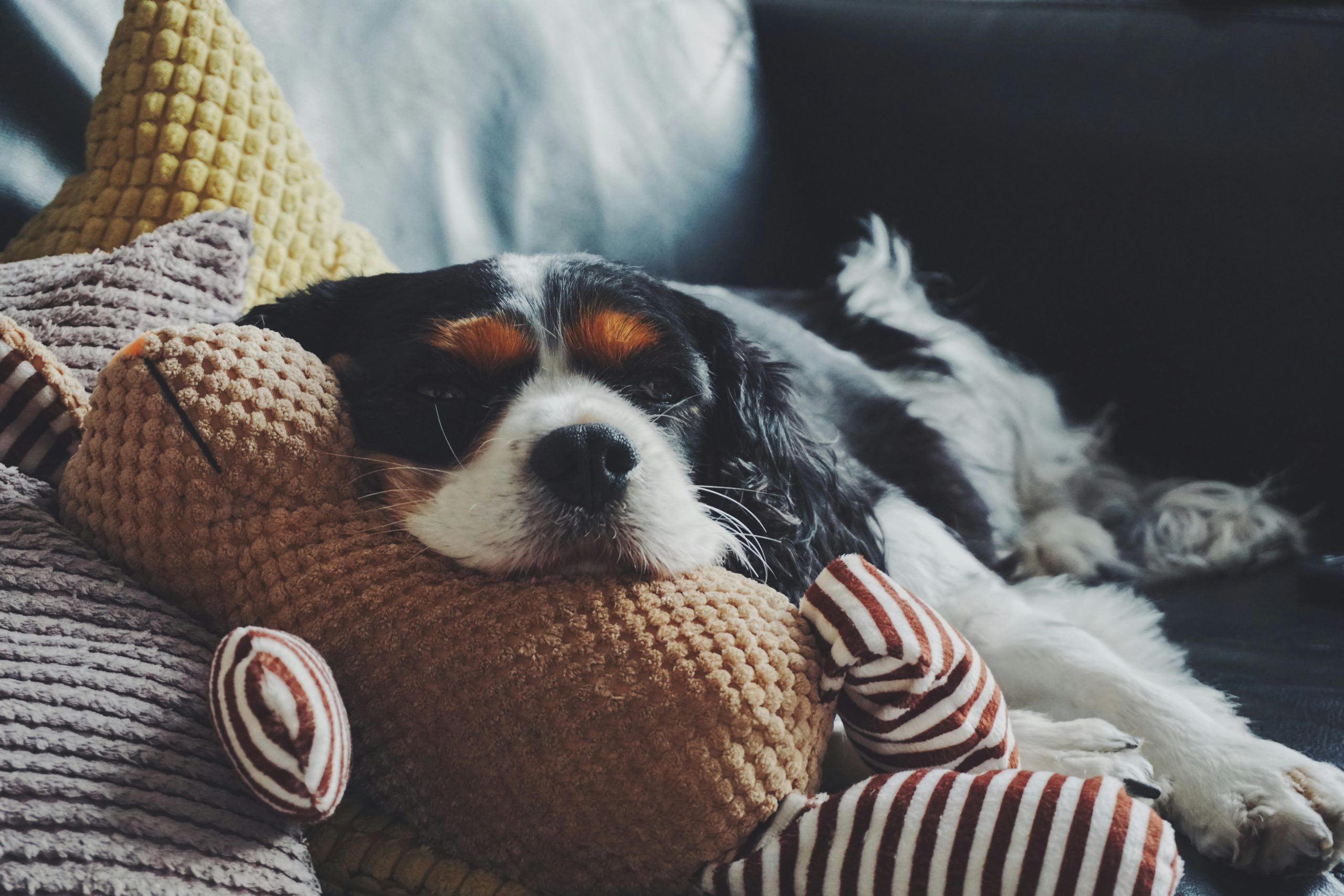 Zero-Waste-Hundehaltung: So reduzierst du als Hundebesitzer die Umweltbelastung