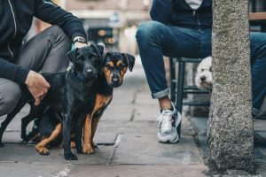 Wo leben Hunde? Eine Analyse der Lebensräume unserer Vierbeiner