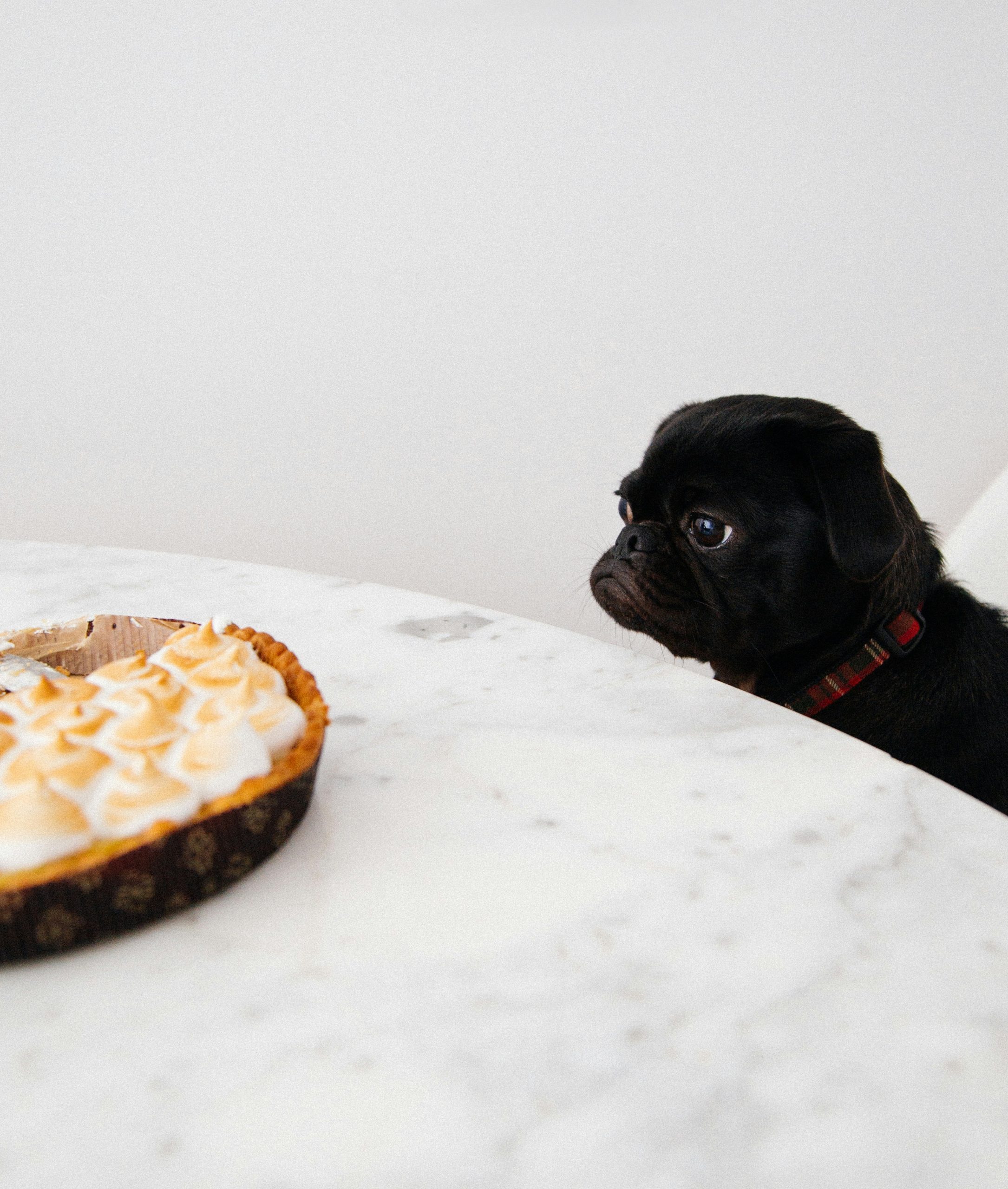 Tipps zur Bekämpfung von Übergewicht bei Hunden
