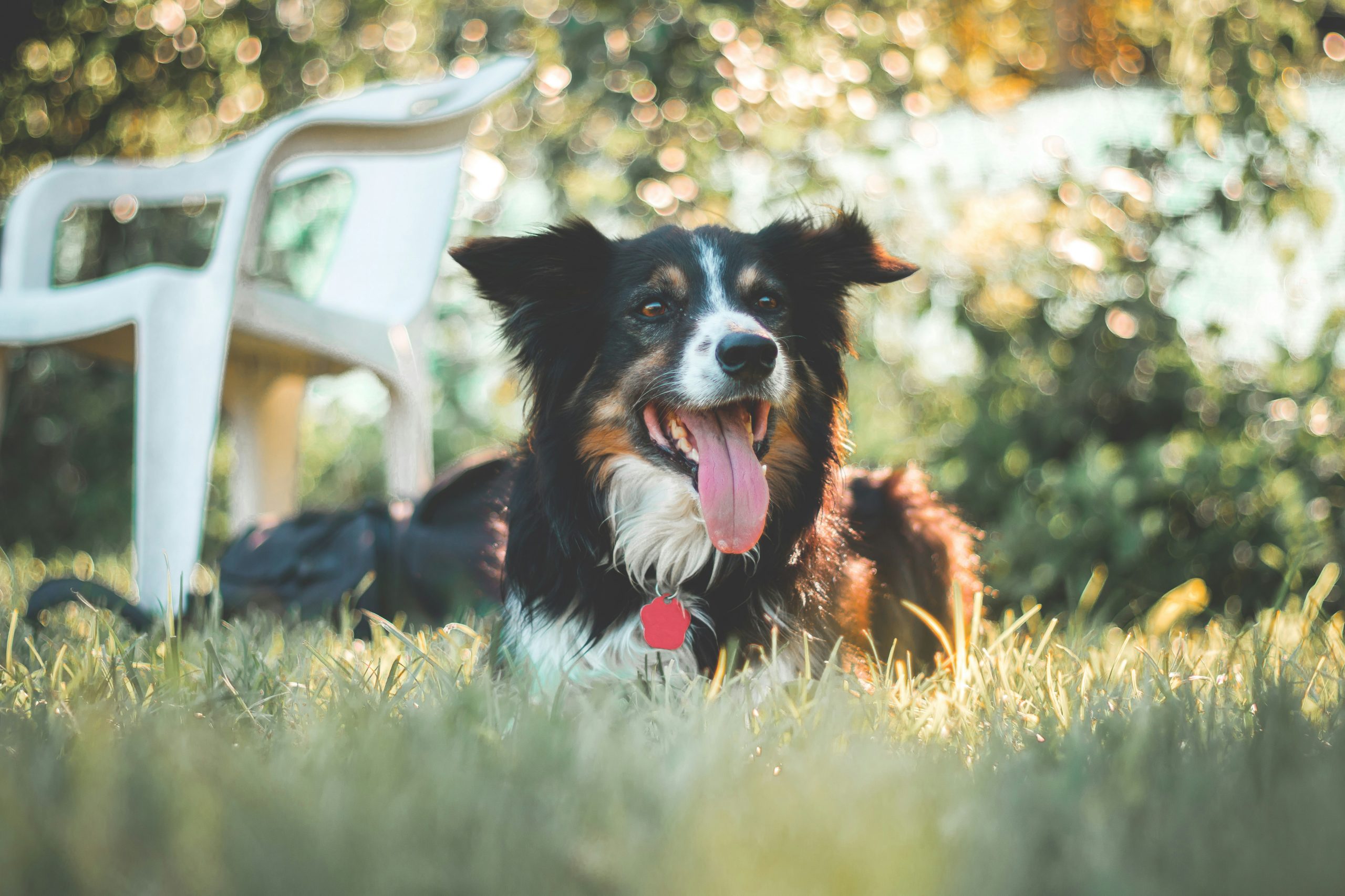 Hund liegt auf Wiese
