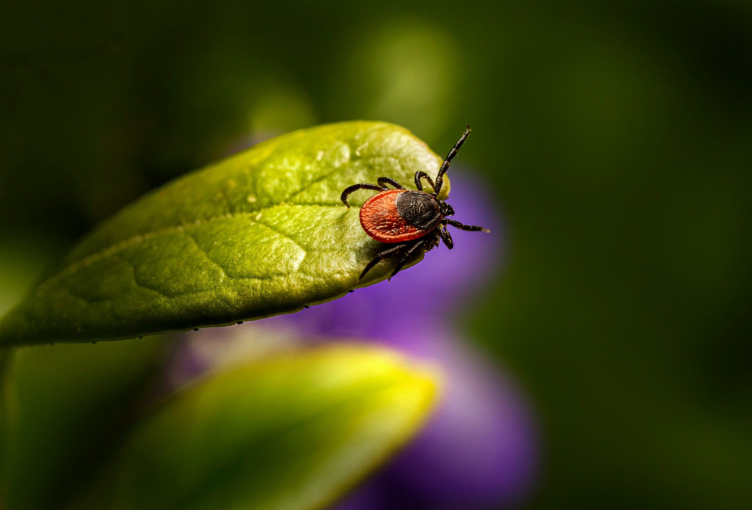 Zecke auf Blatt