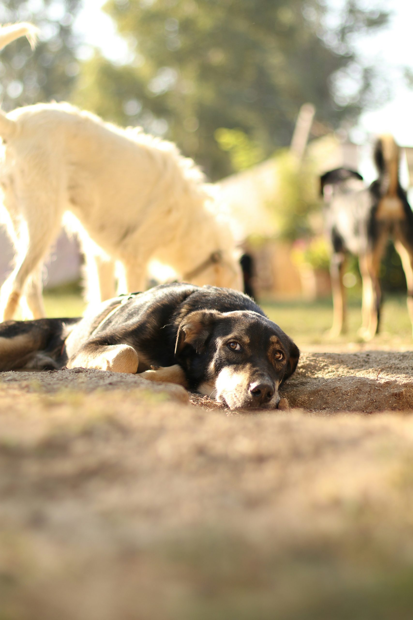 Hund liegt auf Erde