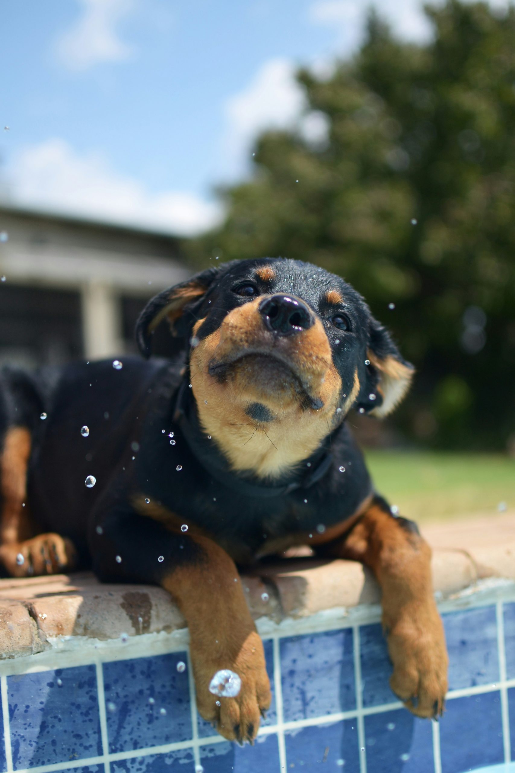 Hund liegt am Poolrand