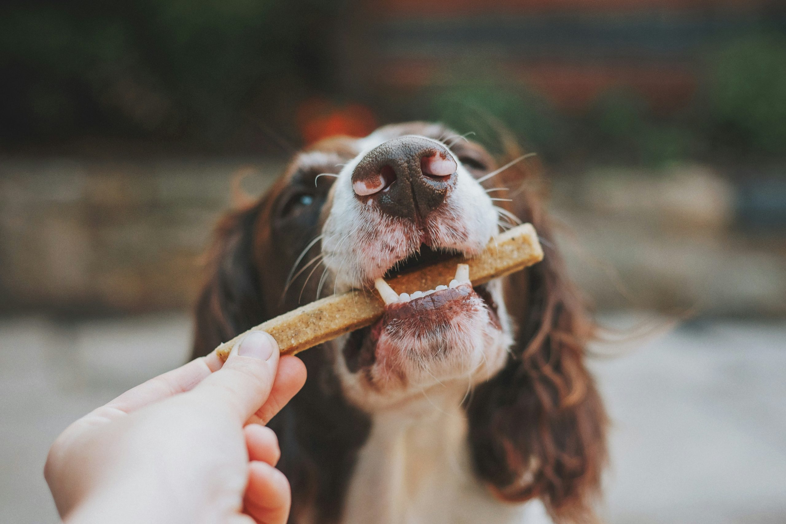 Hund mit Kaustange im Mund