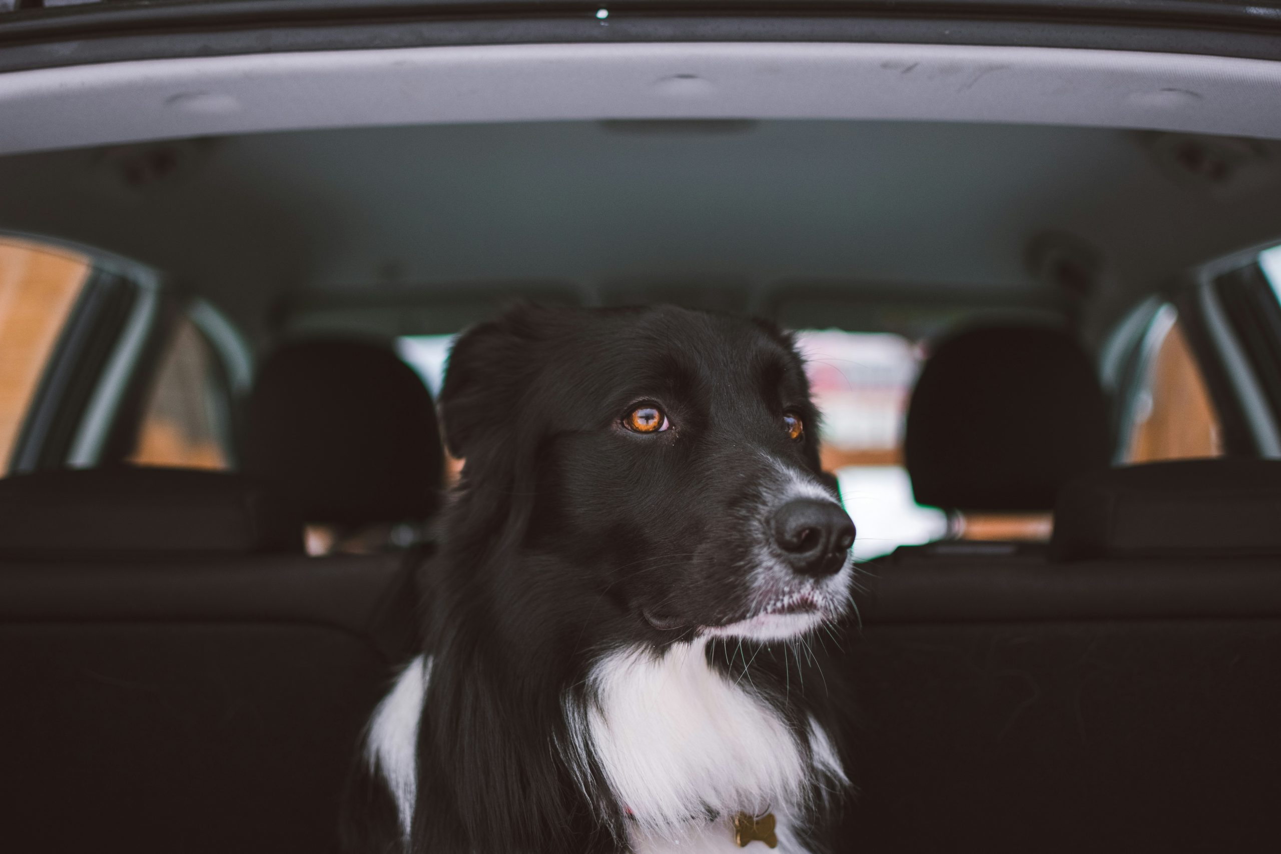 Hund im offenen Kofferraum