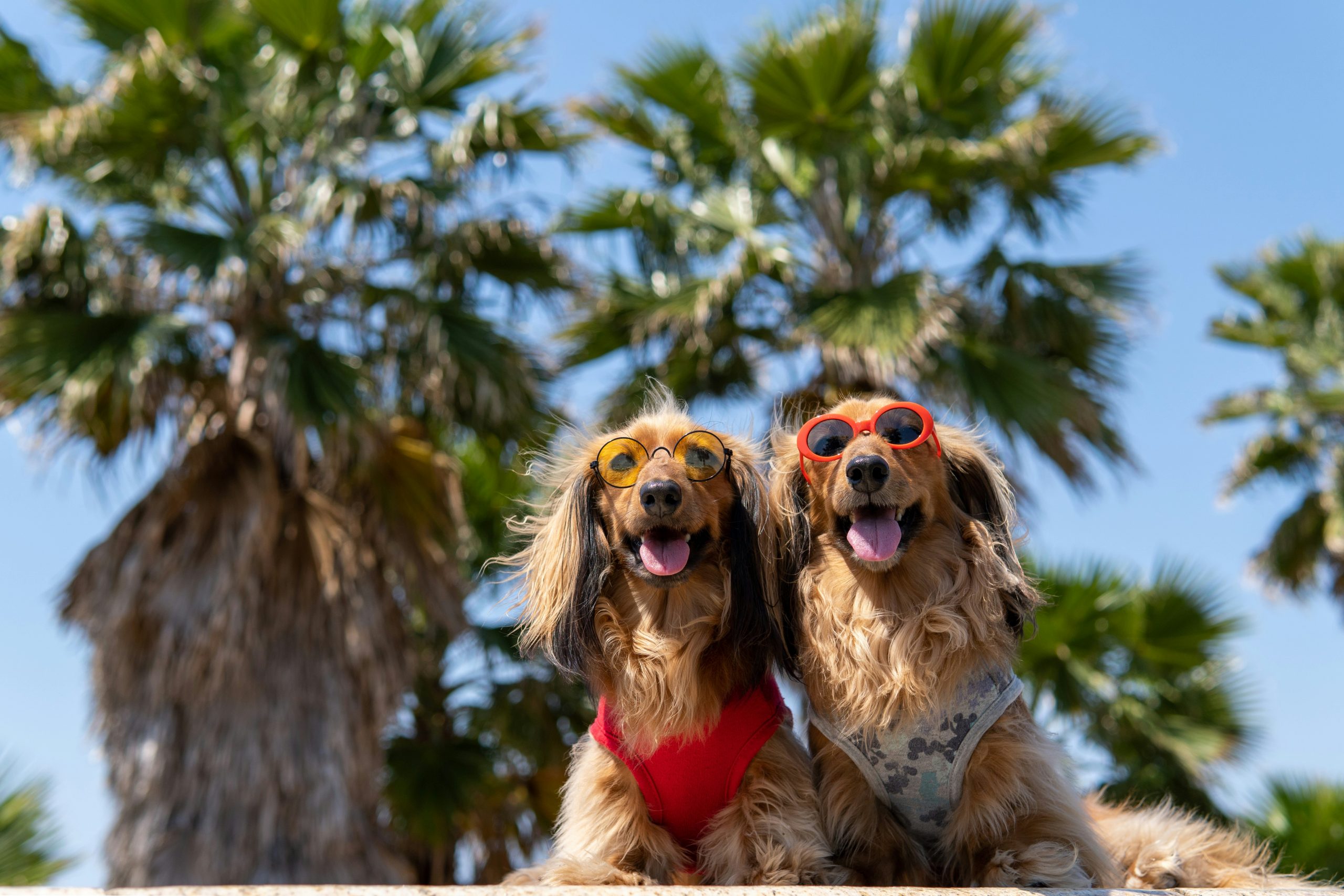 zwei Hunde mit Sonnenbrille im Fokus, im Hintergrund Palmen