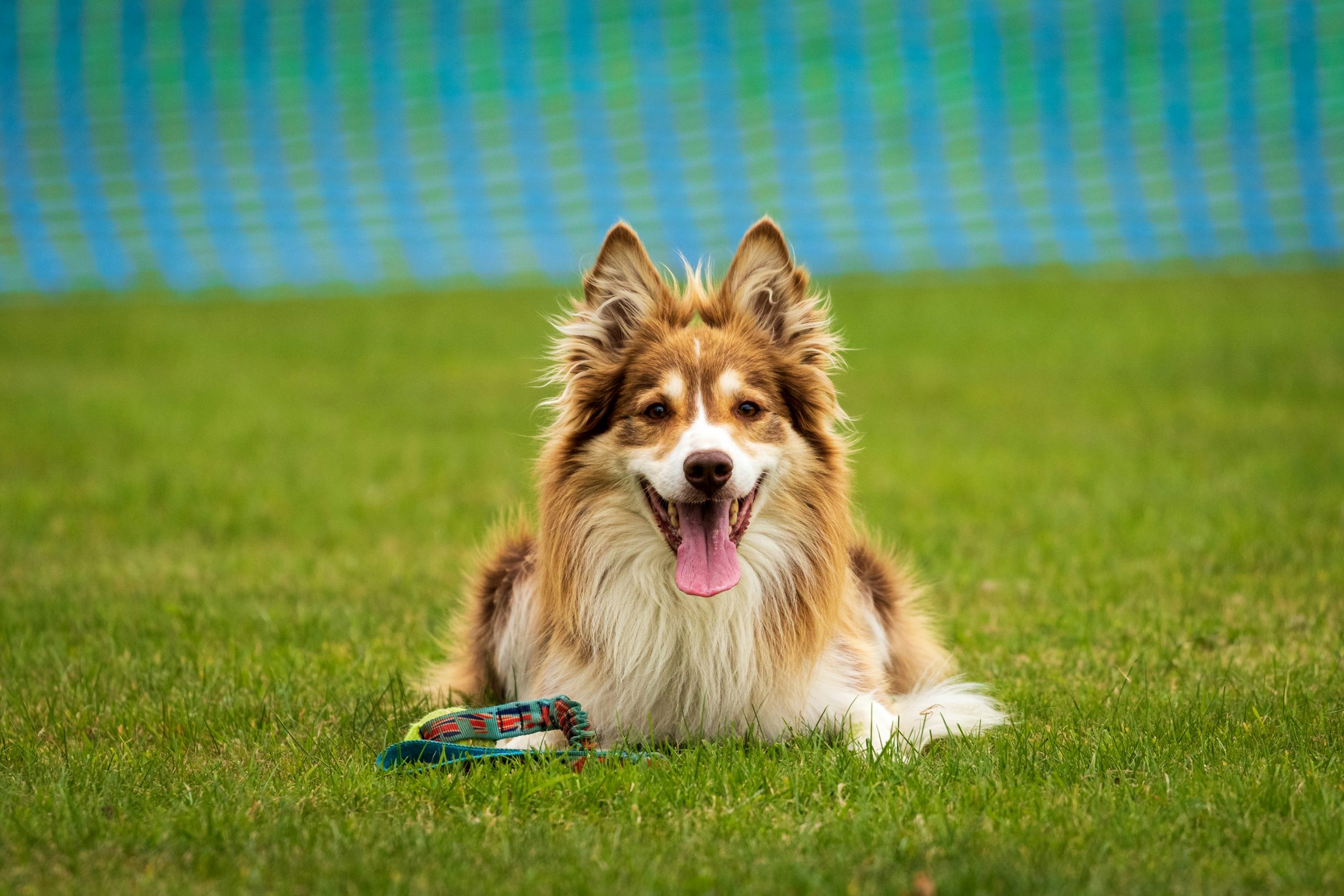 Indoor mit Hund in der Stadt – Ideen, Hallen & Routinen