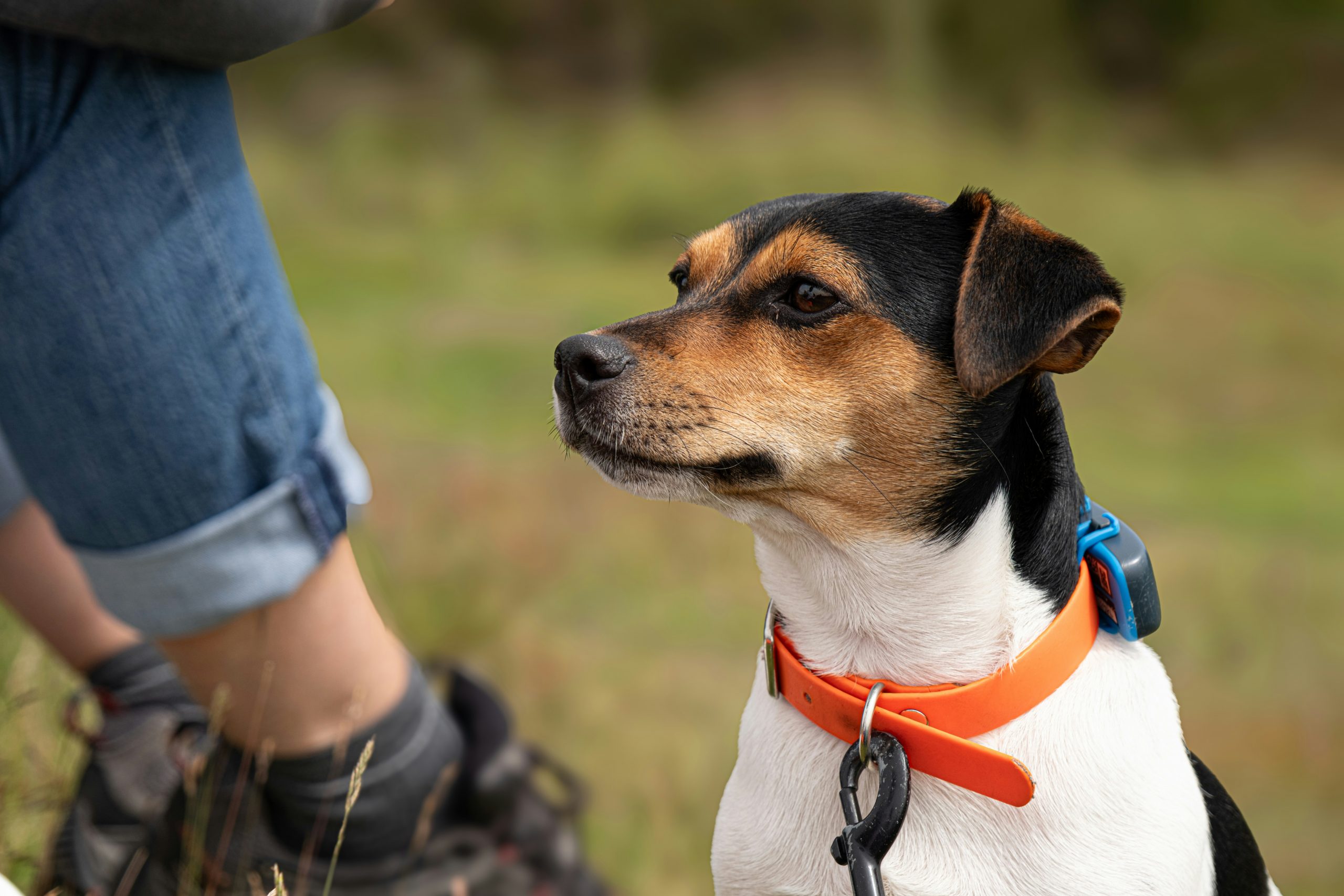 GPS‑Tracker für Hunde: Tractive vs. Weenect vs. Fressnapf