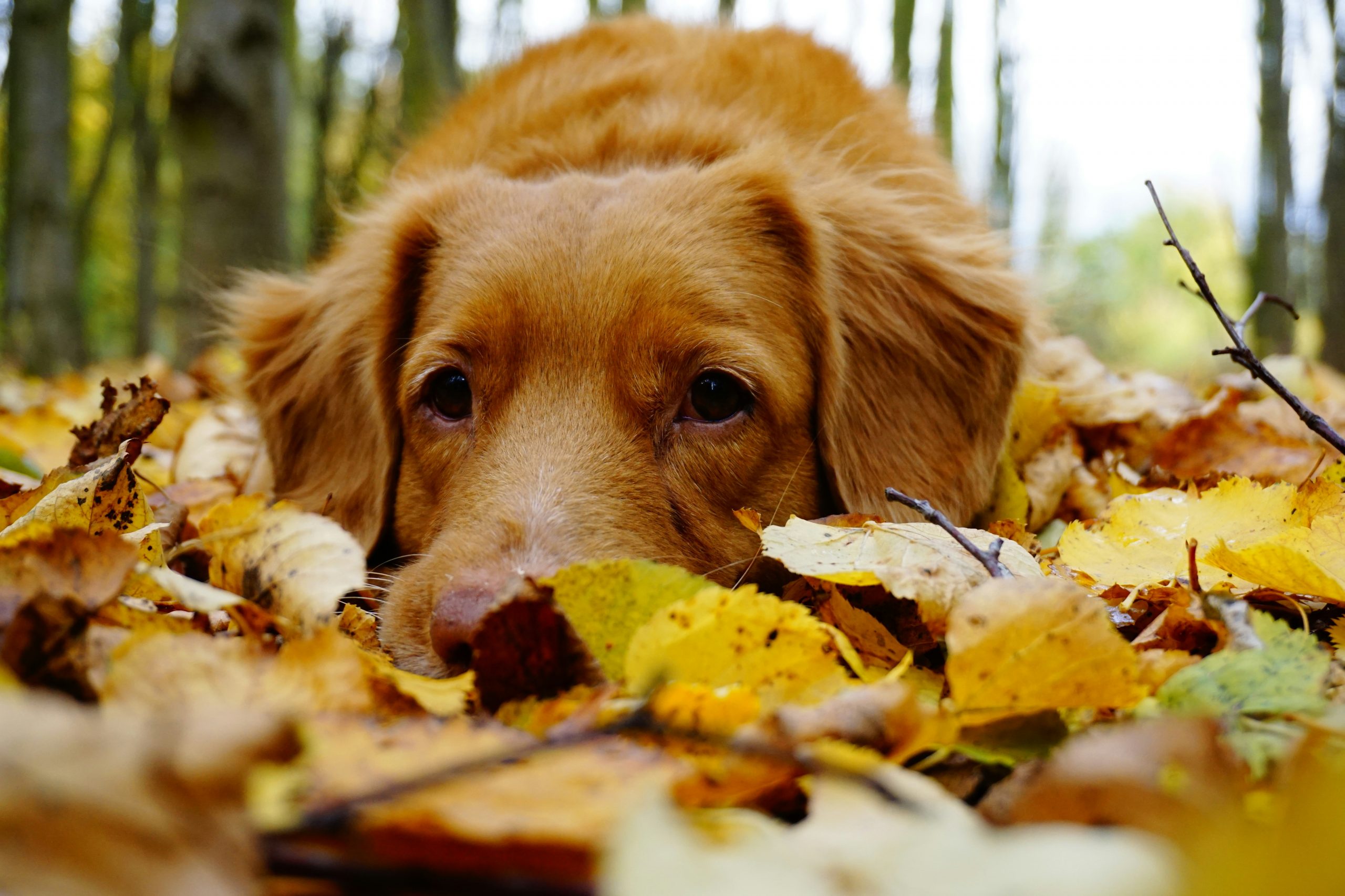 Hunde im Herbst: Urlaub, Fellwechsel & wichtige Infos für die goldene Jahreszeit