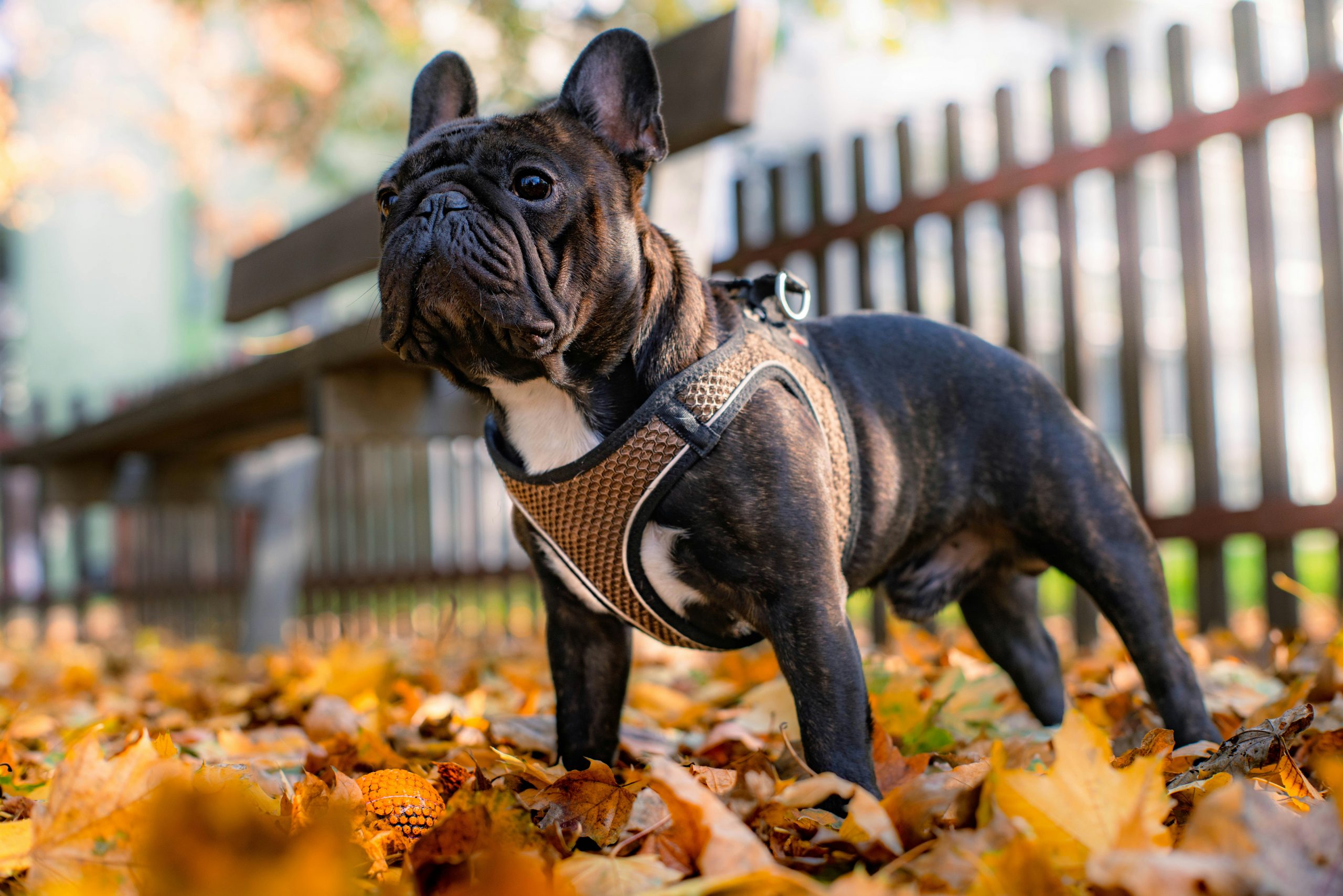 Stadthund im Herbst: Sicherheit, Pflege, Training – der kompakte Praxis‑Guide